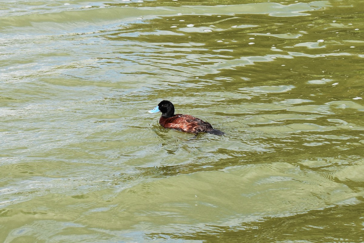 Blue-billed Duck - ML627902505