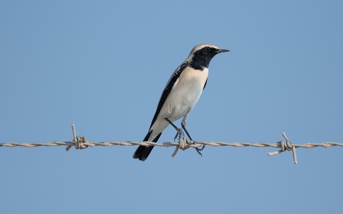 Desert Wheatear - ML627902506