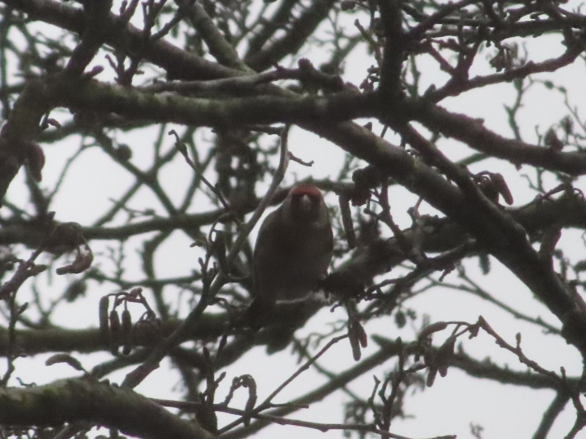 European Goldfinch - ML627902893