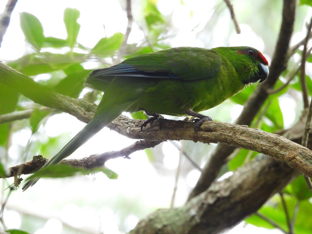 Norfolk Island Parakeet - ML627902900