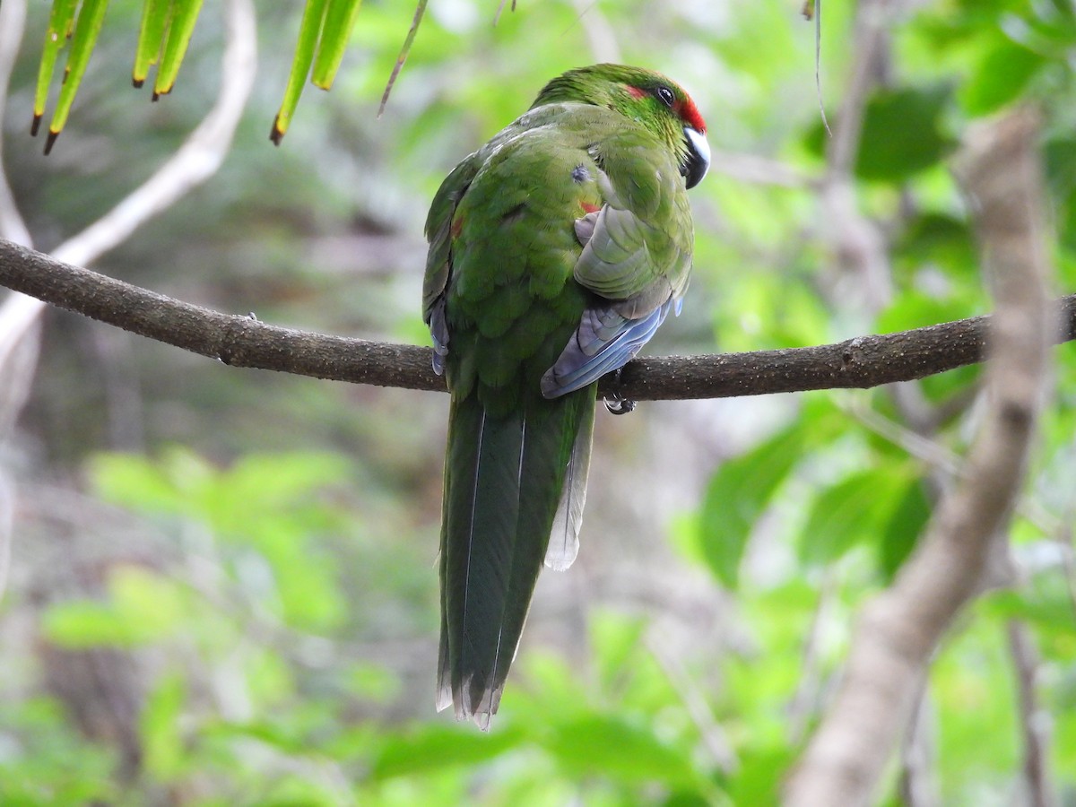 Norfolk Island Parakeet - ML627902901