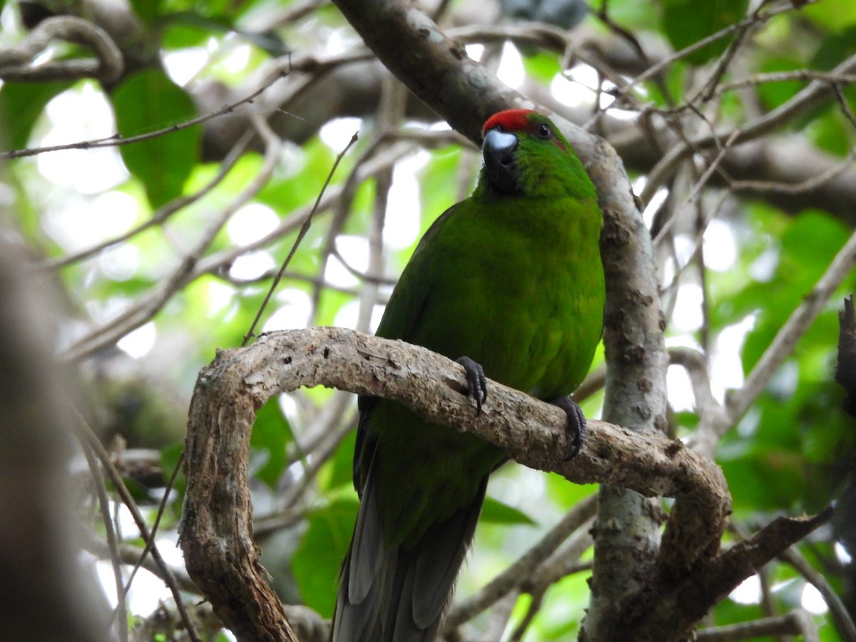 Norfolk Island Parakeet - ML627902902