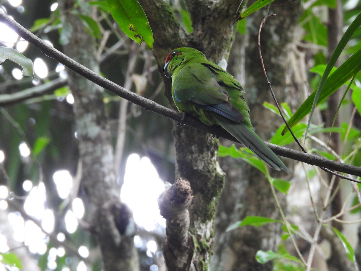 Norfolk Island Parakeet - ML627902903