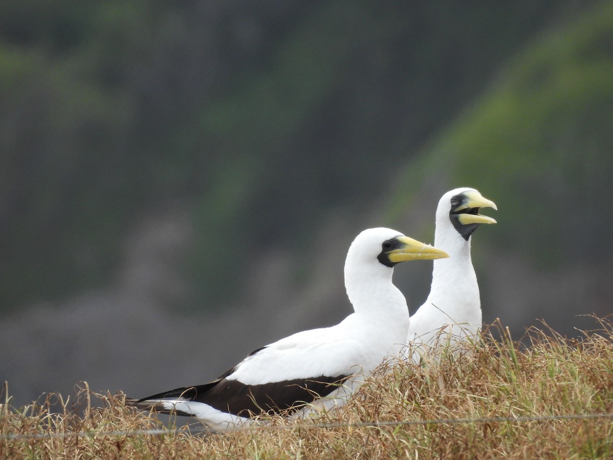 藍臉鰹鳥 - ML627902983