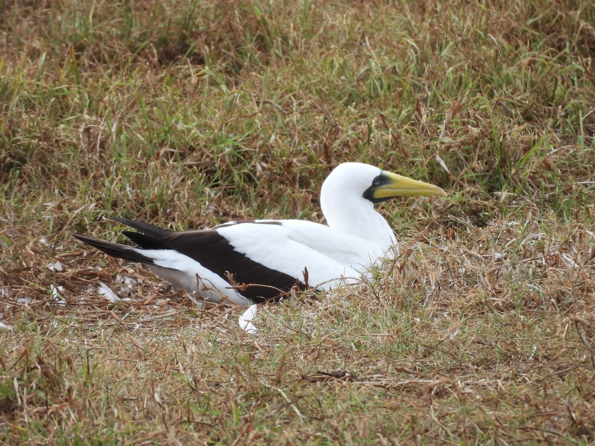 藍臉鰹鳥 - ML627902984