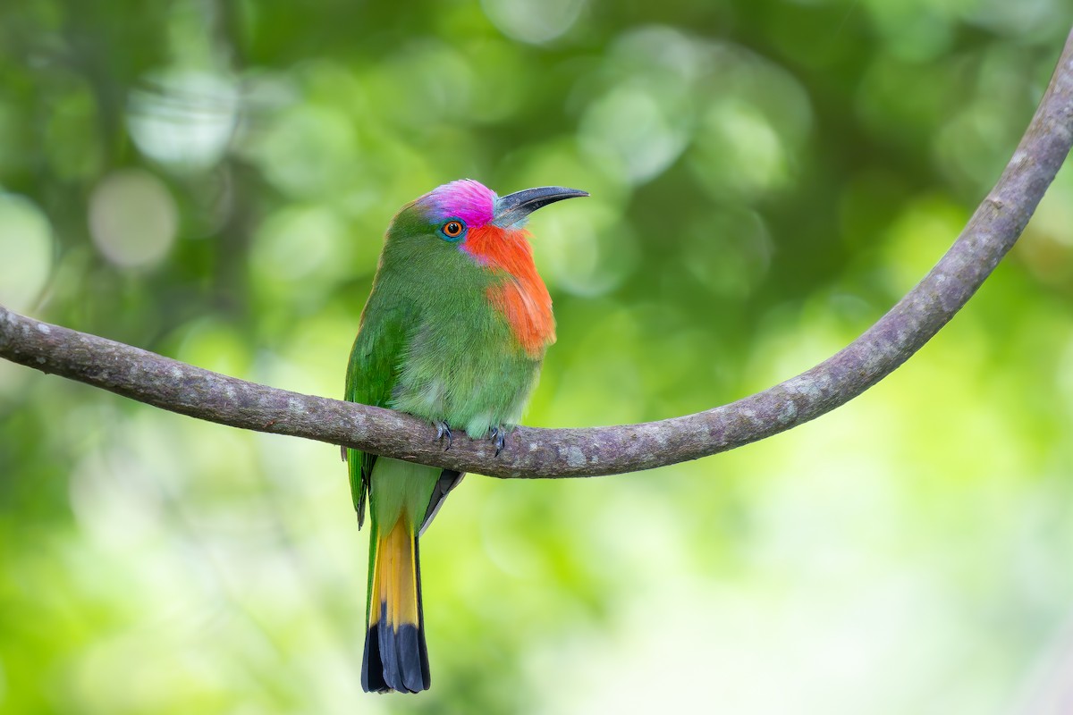 Red-bearded Bee-eater - ML627903066