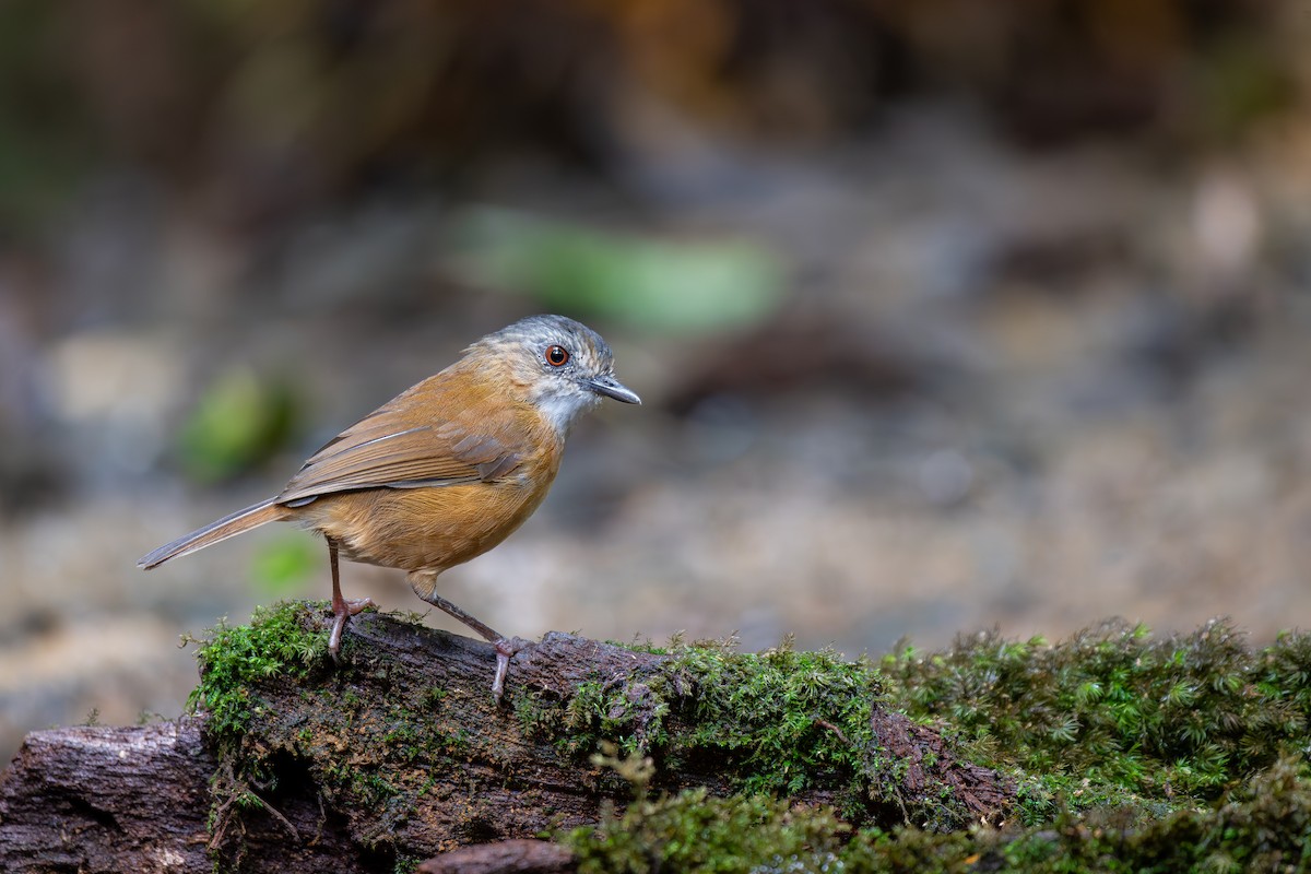 Temminck's Babbler - ML627903123