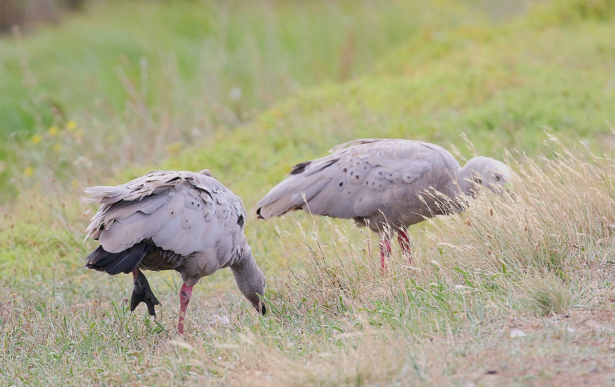 Cape Barren Goose - ML627903157