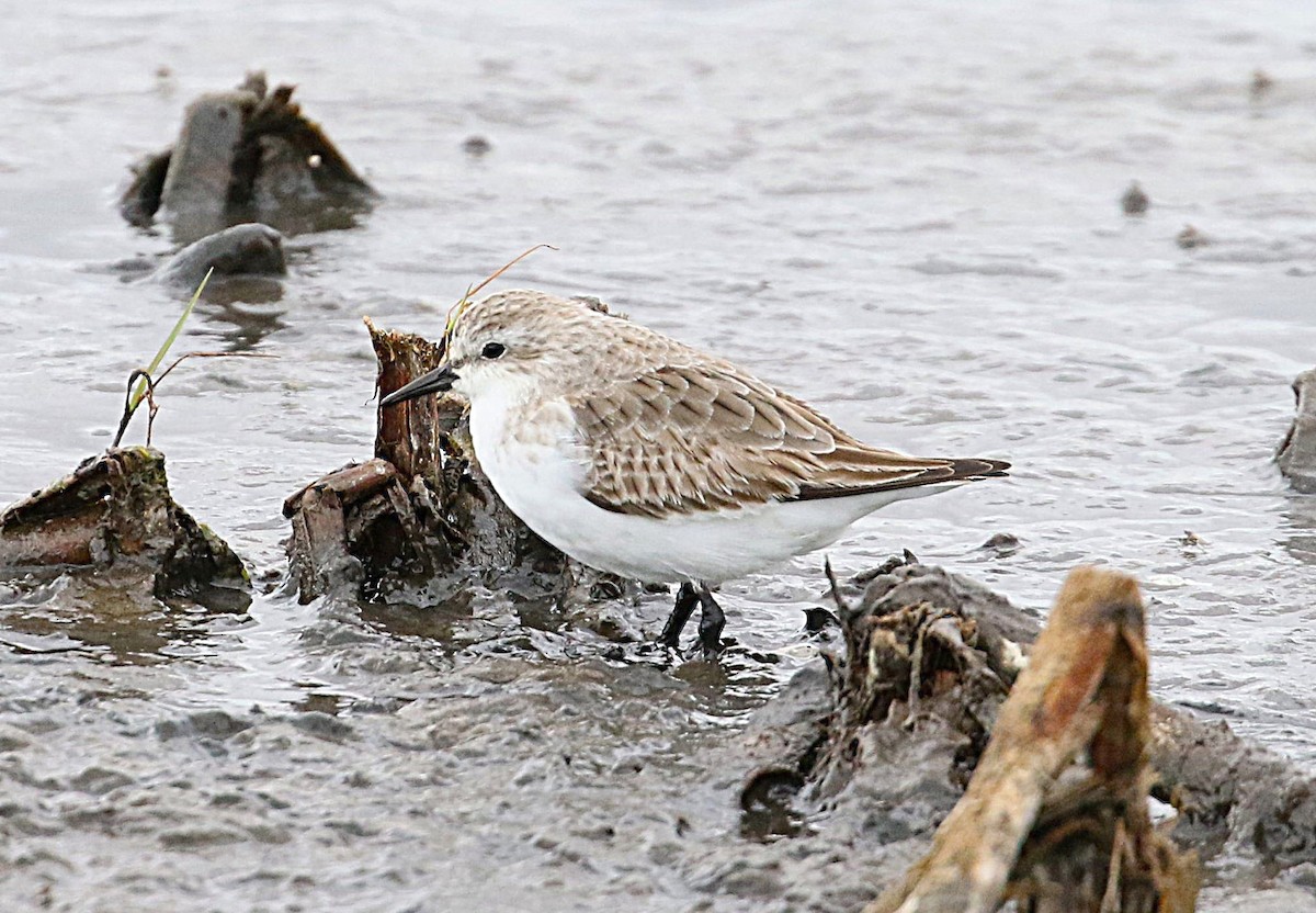 Red-necked Stint - ML627903162