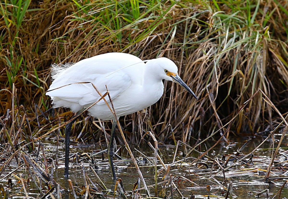 Little Egret - ML627903188