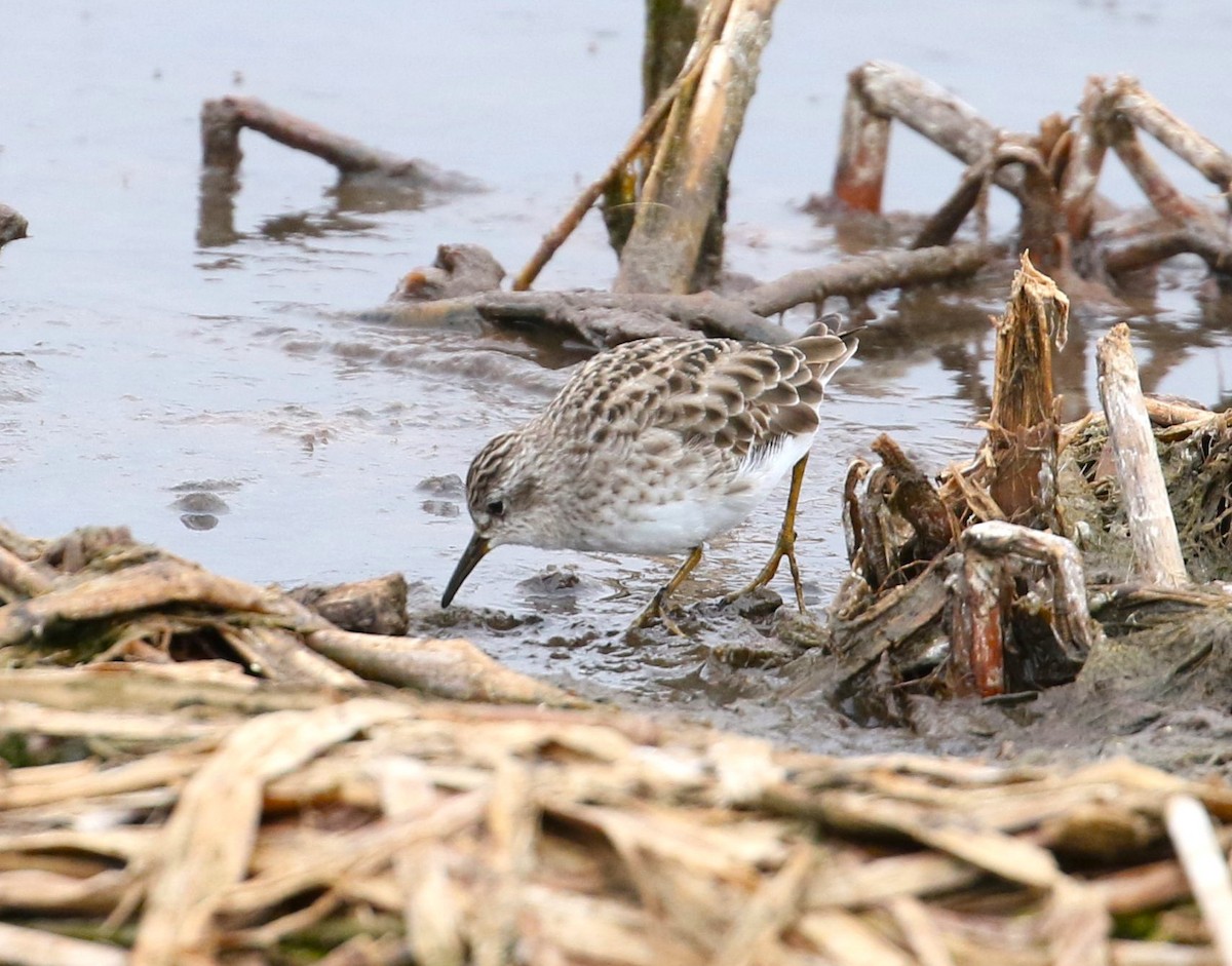 Long-toed Stint - ML627903280