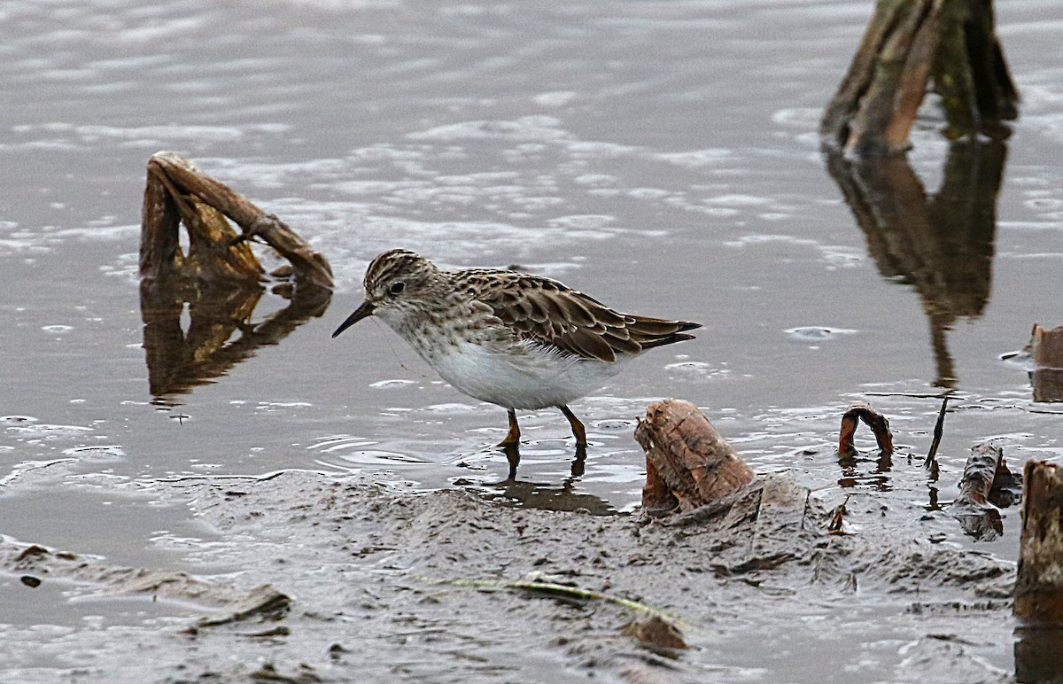 Long-toed Stint - ML627903281