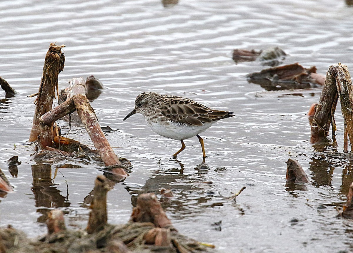 Long-toed Stint - ML627903282