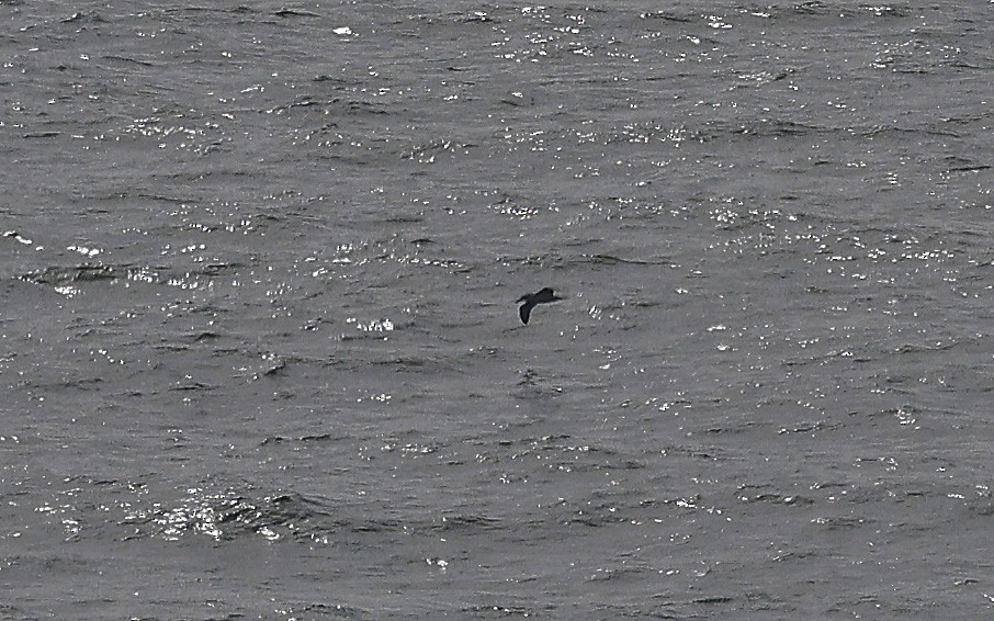 White-capped Albatross - ML627903300