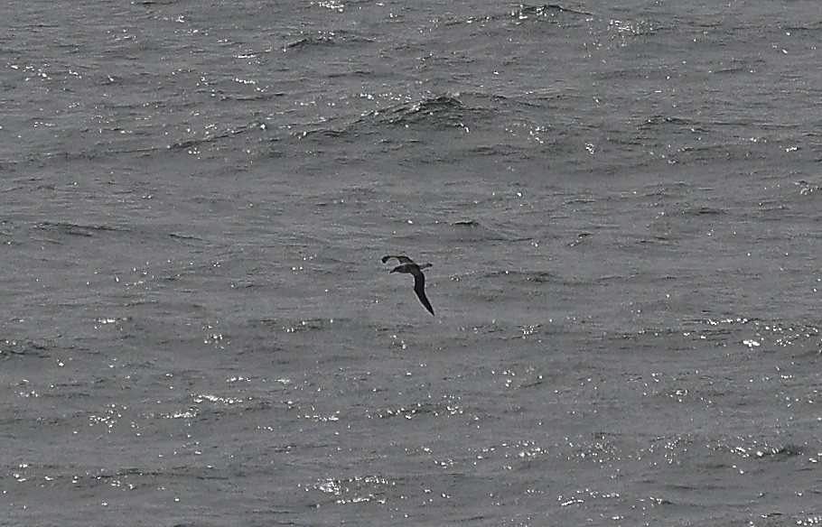 White-capped Albatross - ML627903305