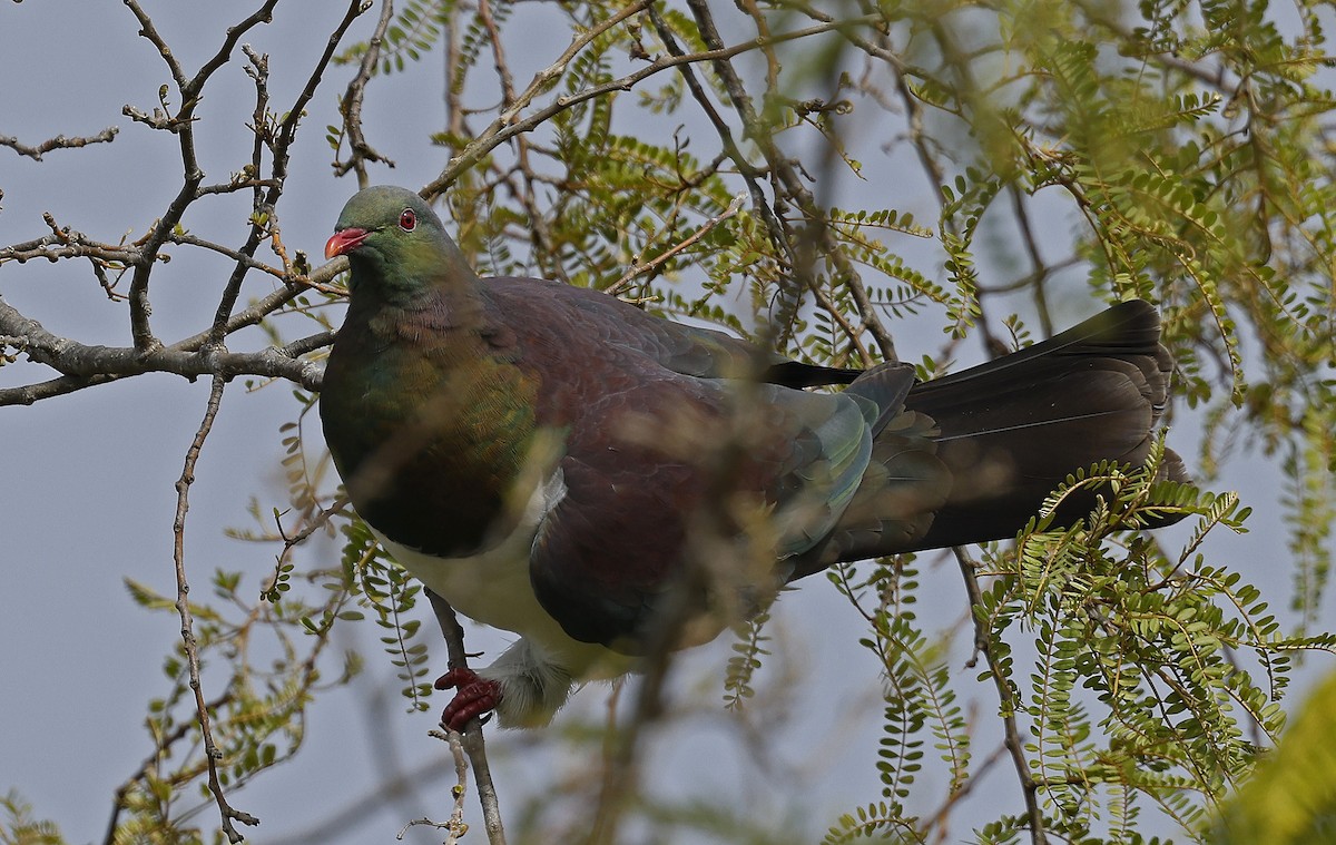 New Zealand Pigeon - ML627903308
