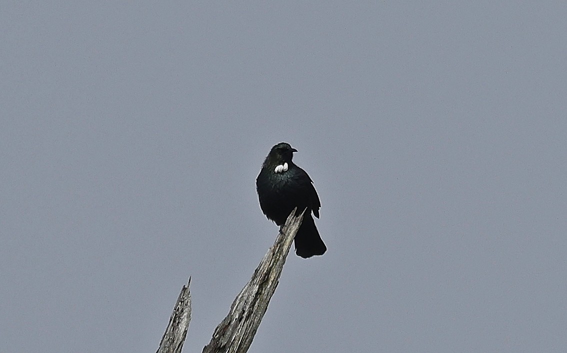Tui - ML627903318