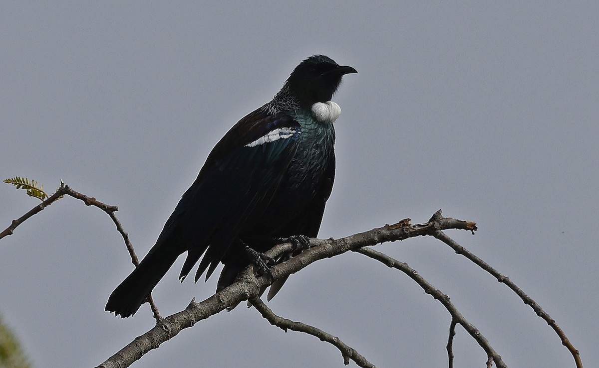 Tui - ML627903324