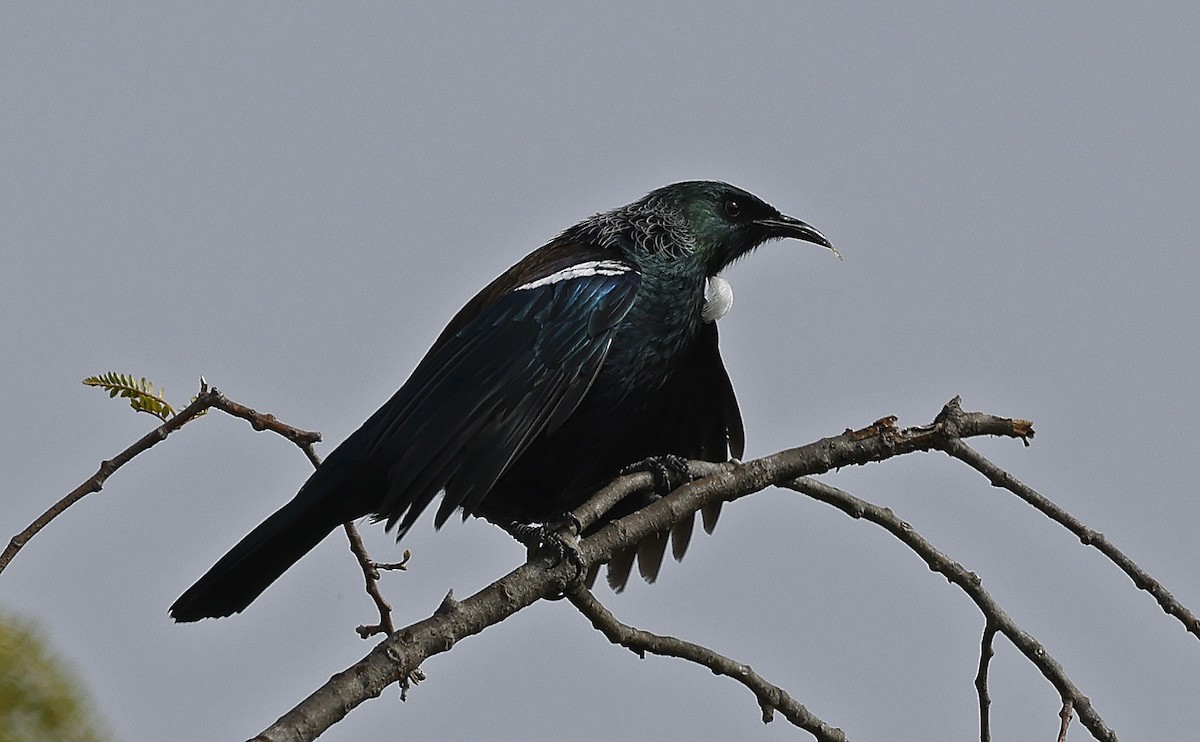 Tui - ML627903326