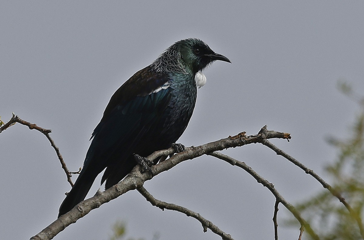 Tui - ML627903329
