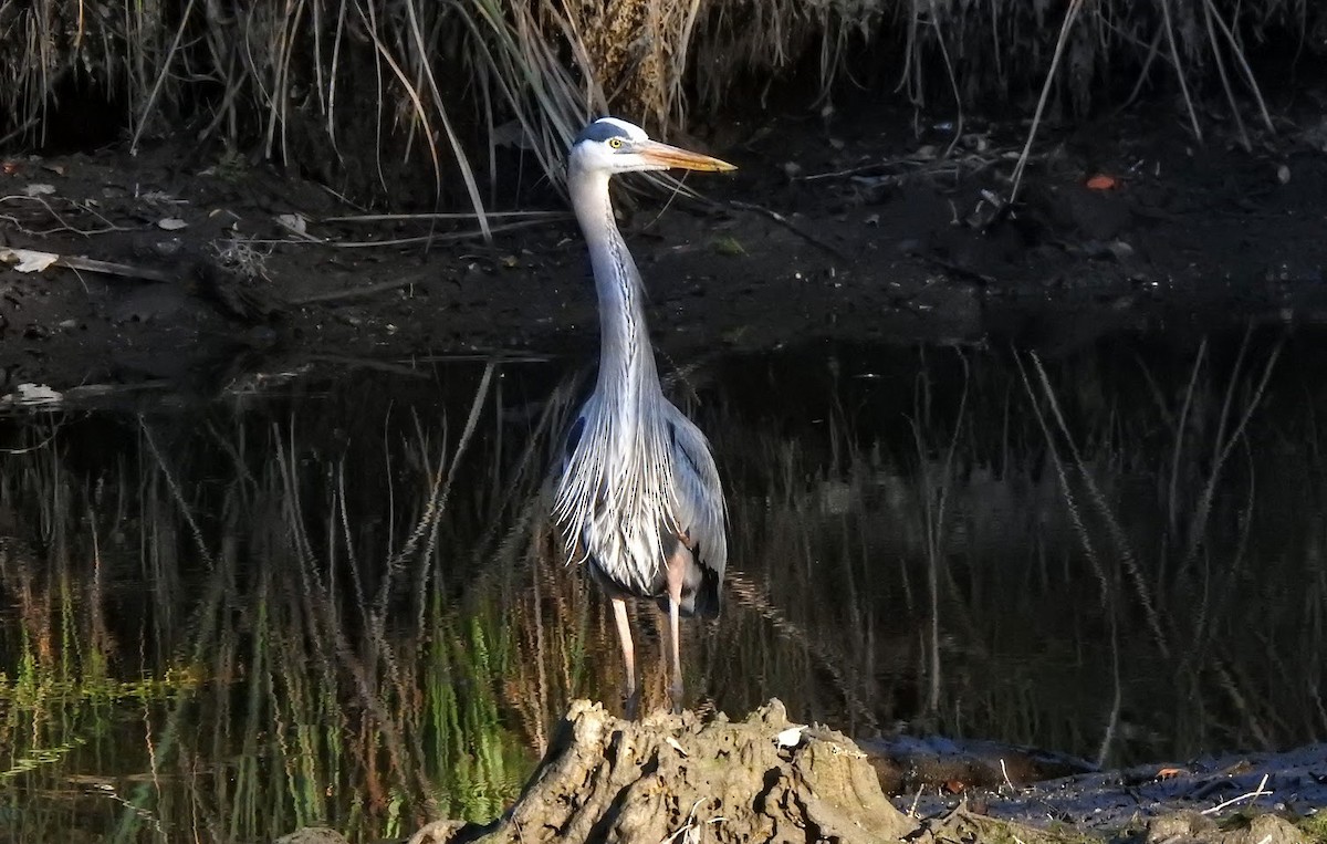 Great Blue Heron - ML627903573