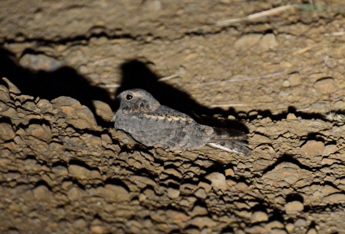 Savanna Nightjar - ML627903580