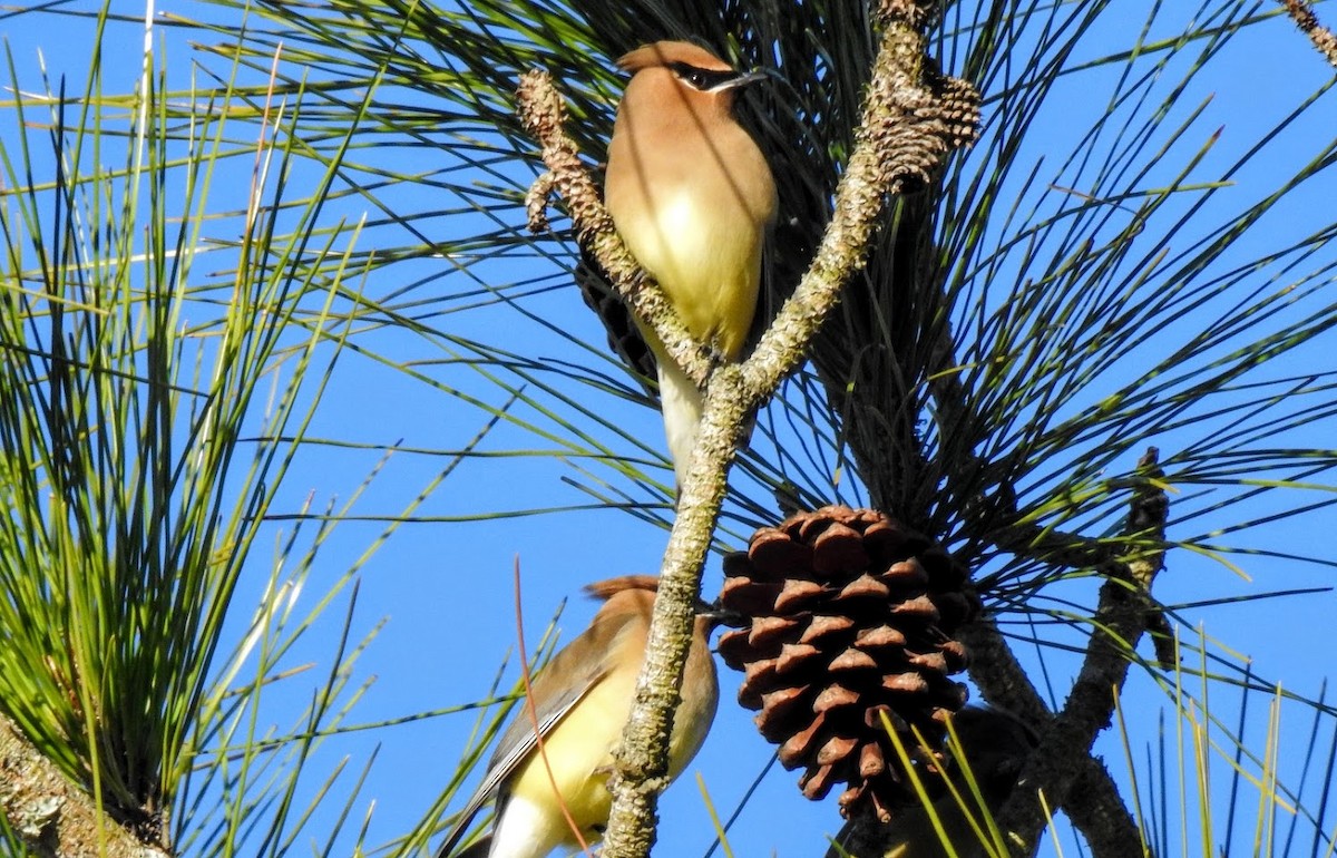 Cedar Waxwing - ML627903593