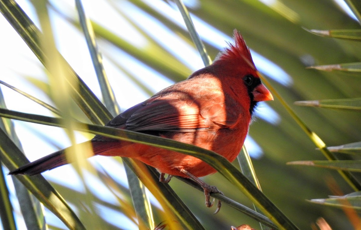 Northern Cardinal - ML627903601