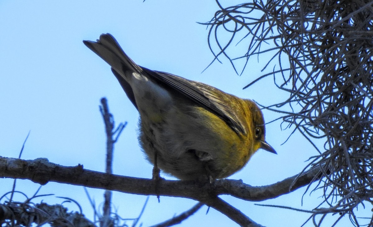 Pine Warbler - ML627903616