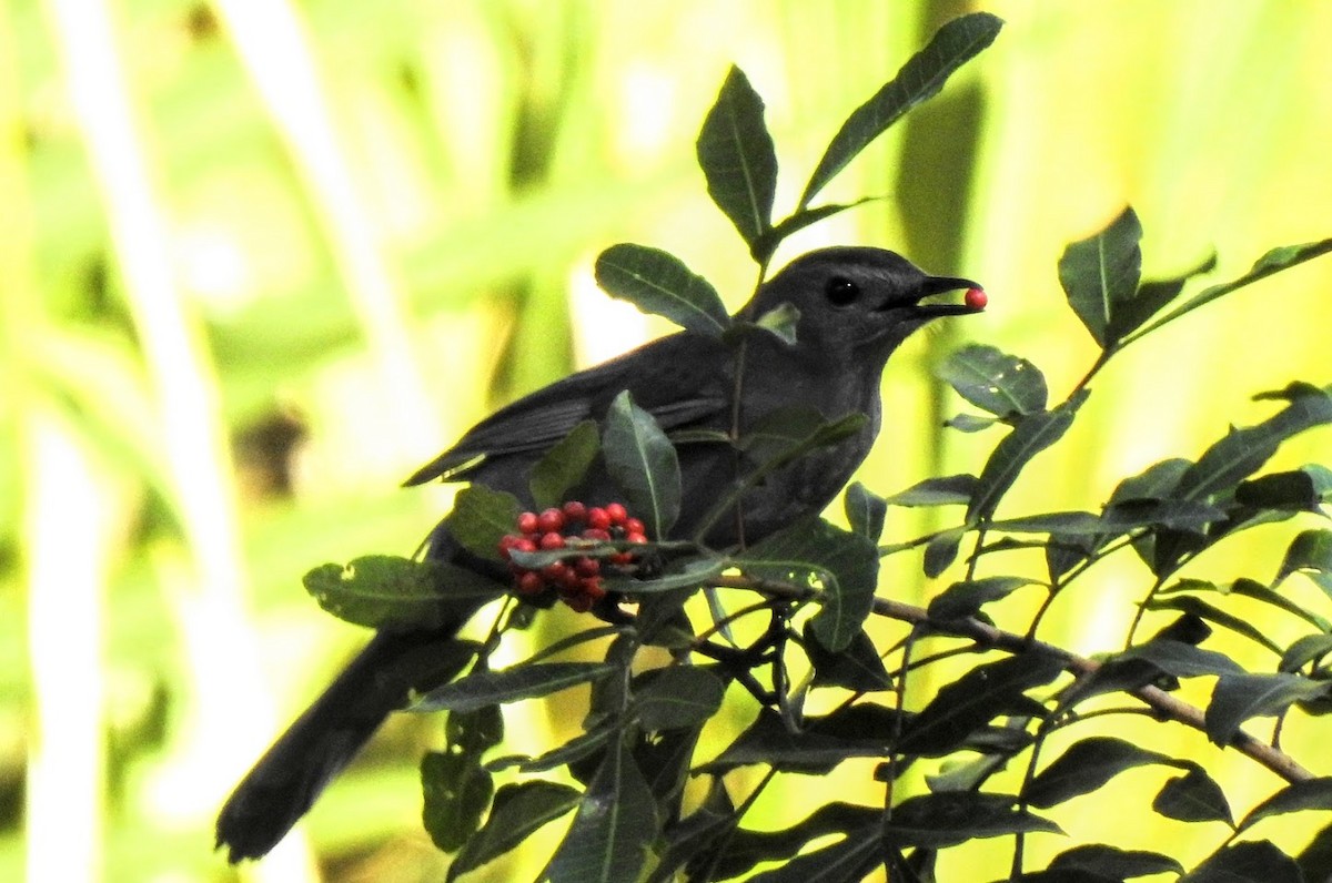 Gray Catbird - ML627903618