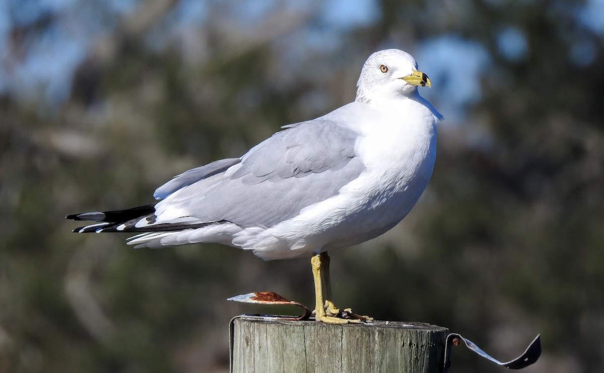 Ring-billed Gull - ML627903630