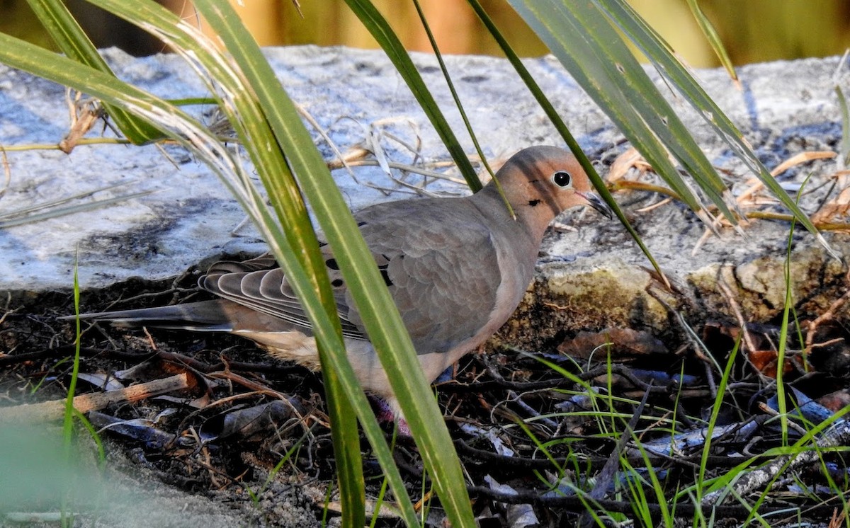 Mourning Dove - ML627903638