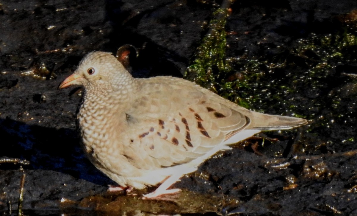 Common Ground Dove - ML627903642