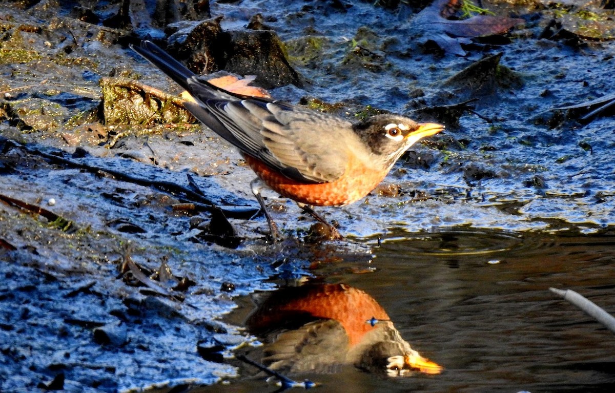 American Robin - ML627903668