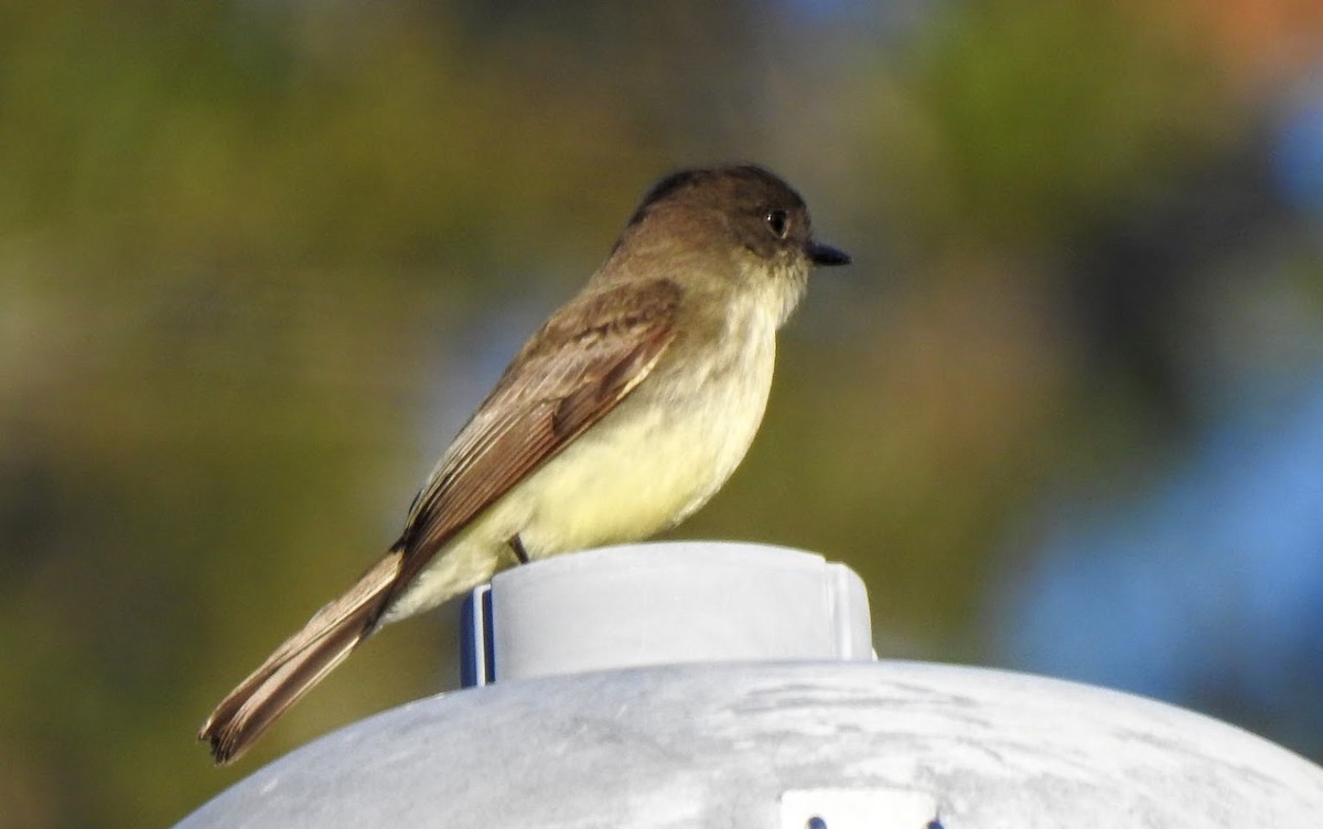 Eastern Phoebe - ML627903678