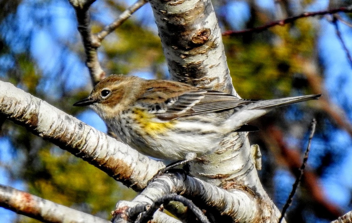 Yellow-rumped Warbler - ML627903680