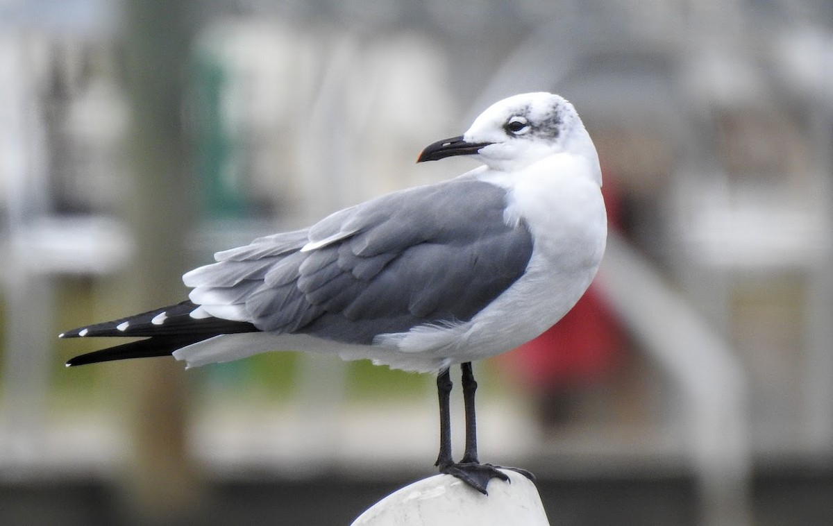 Laughing Gull - ML627903694