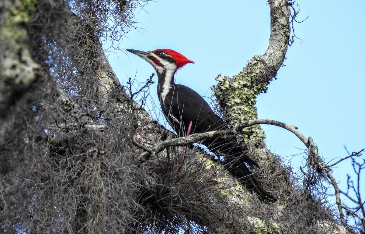 Pileated Woodpecker - ML627903713