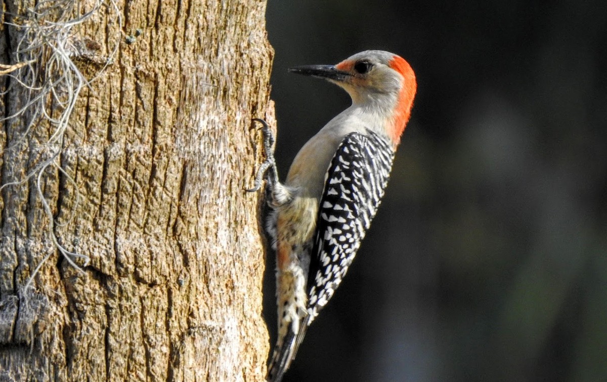 Red-bellied Woodpecker - ML627903717