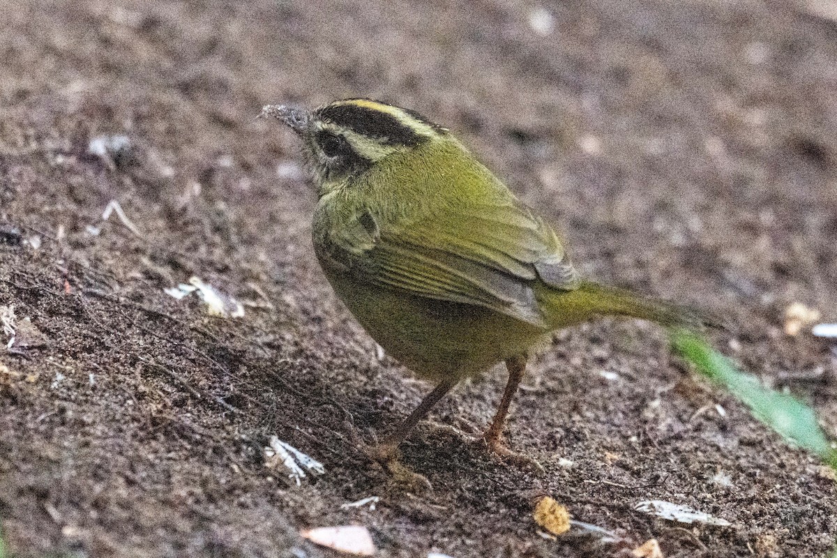 Dreistreifen-Waldsänger - ML627903743