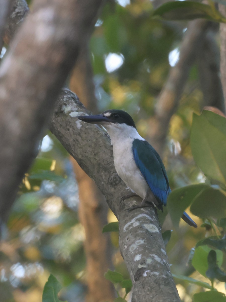 Torresian Kingfisher - ML627903972