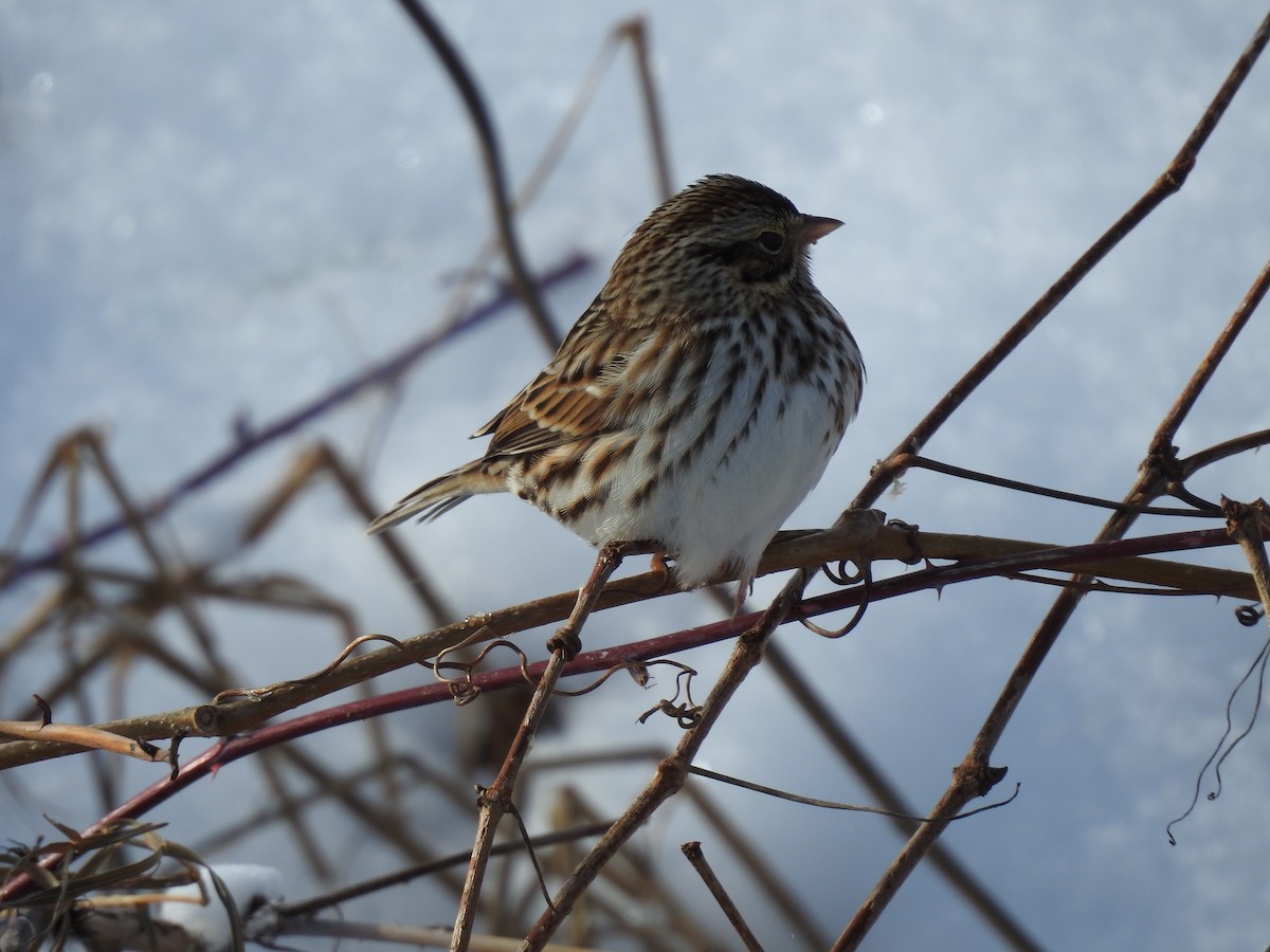 Savannah Sparrow - ML627904023