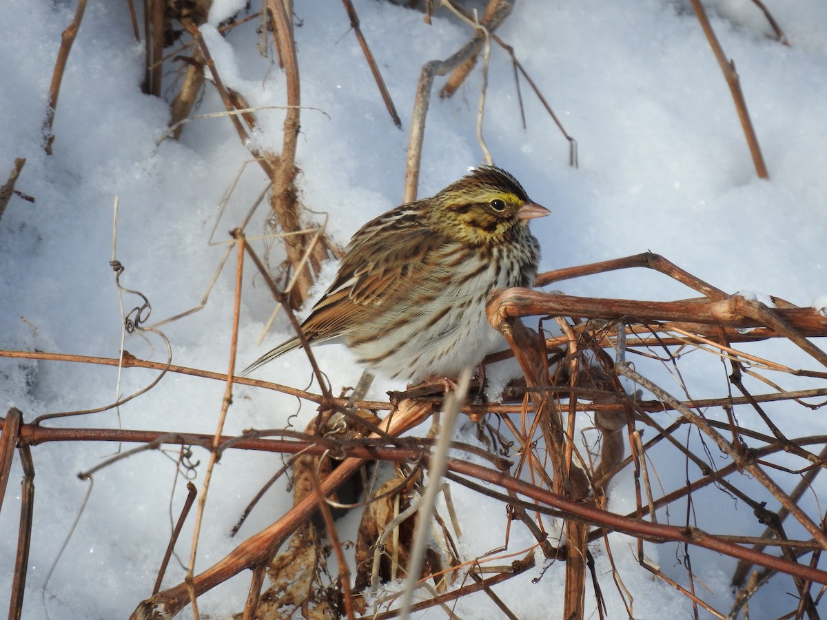 Savannah Sparrow - ML627904024