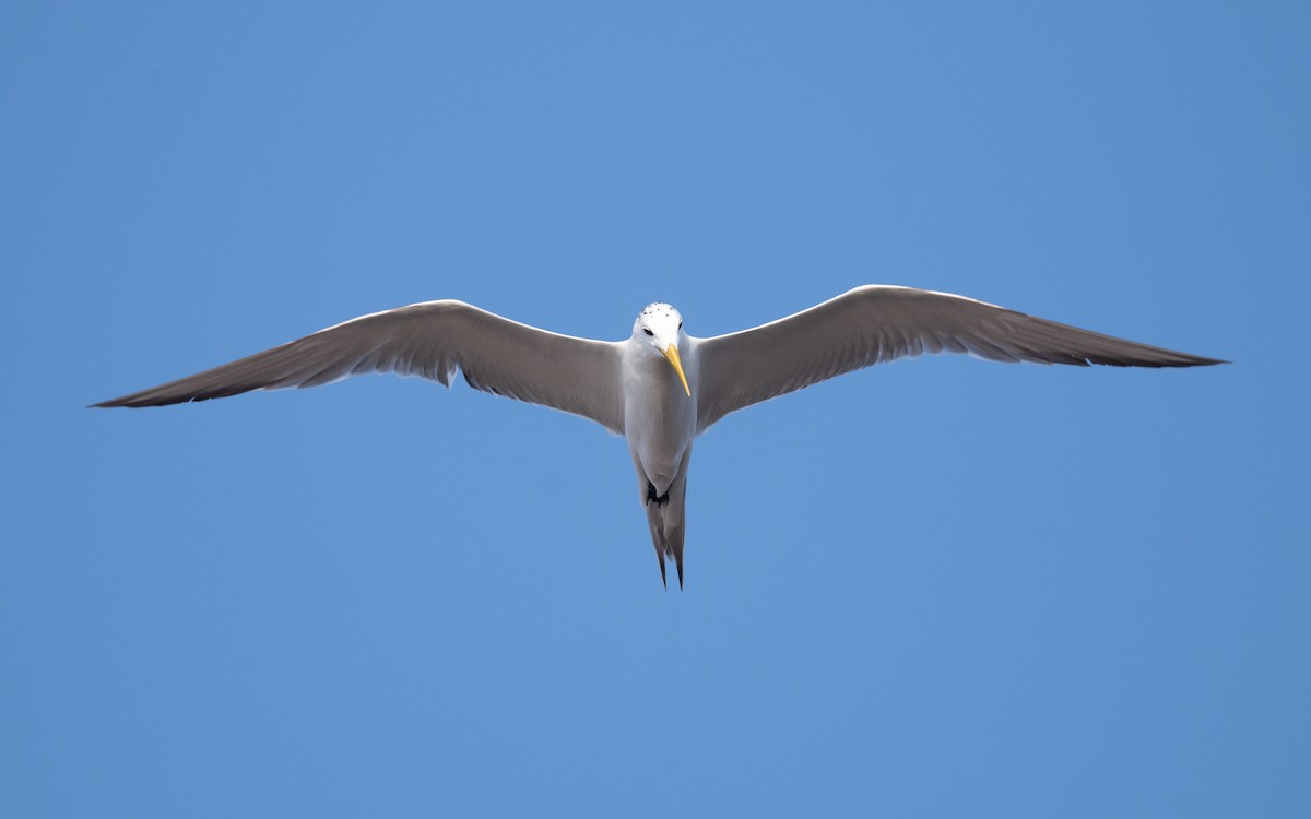 Great Crested Tern - ML627904049