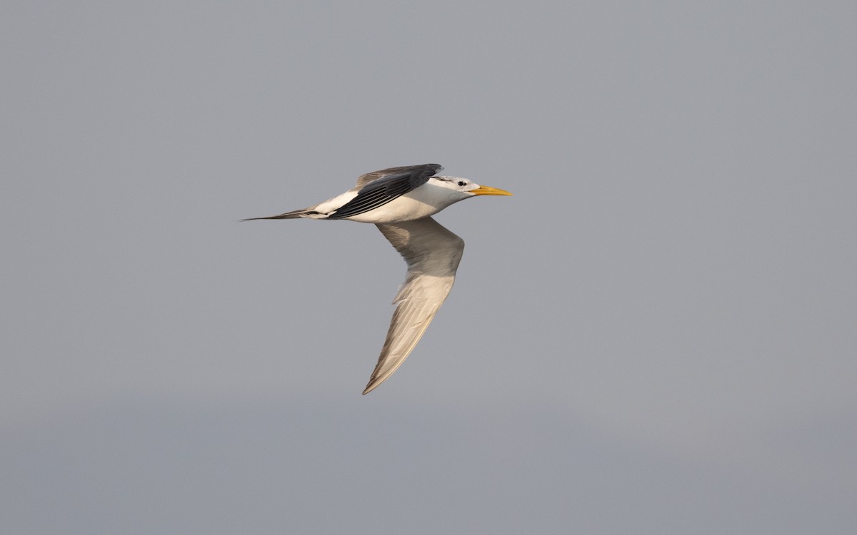 Great Crested Tern - ML627904068