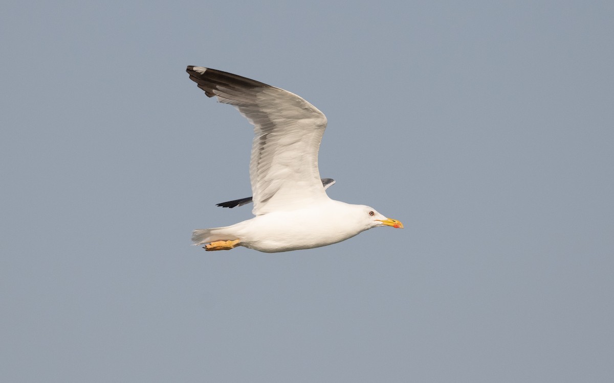 Lesser Black-backed Gull (Heuglin's) - ML627904158