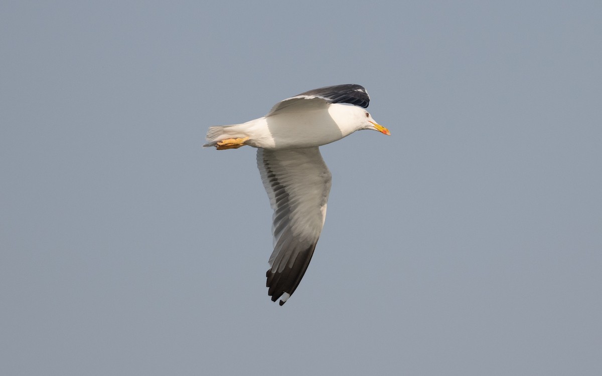 Lesser Black-backed Gull (Heuglin's) - ML627904159