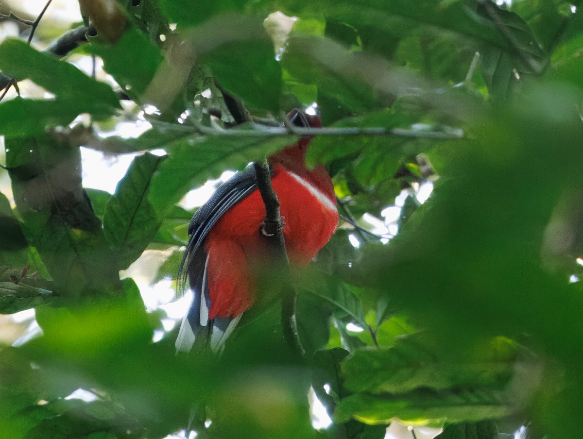 Red-headed Trogon - ML627904171