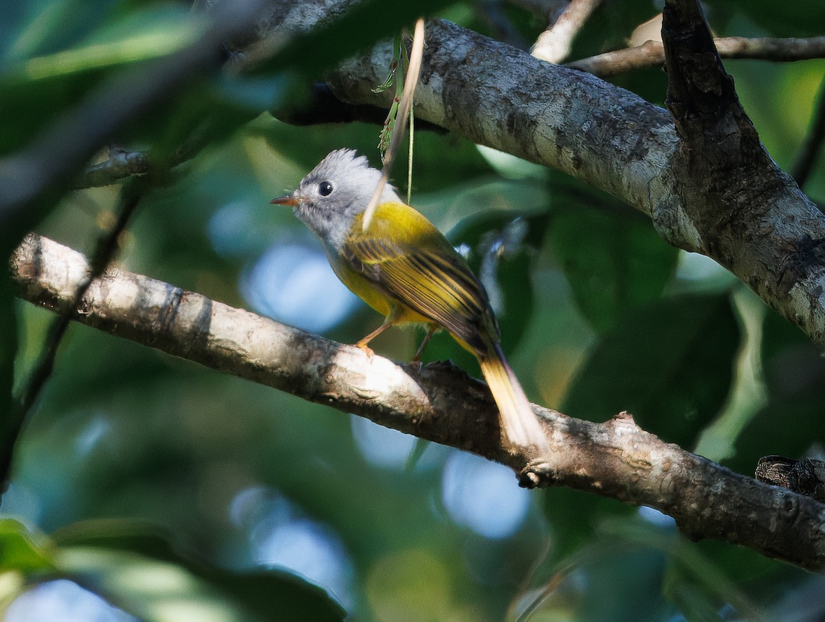 Gray-headed Canary-Flycatcher - ML627904179