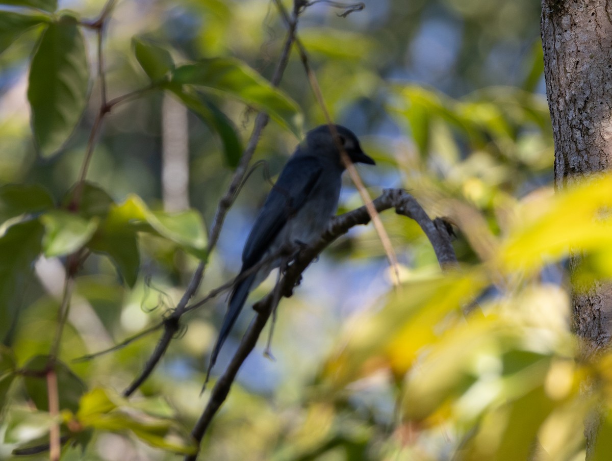 Ashy Drongo - ML627904181